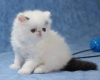 Adorable Persian Kittens for Sale!!  - Please Contact